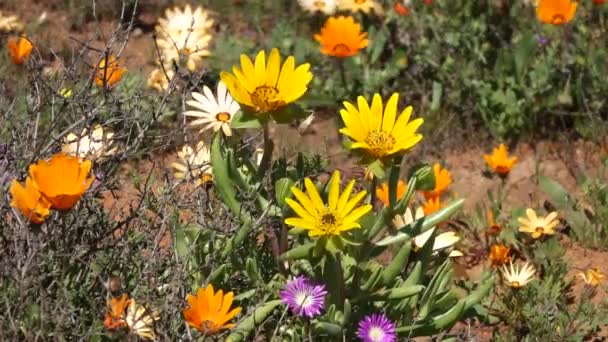 Wild flowers - South Africa — Stock Video