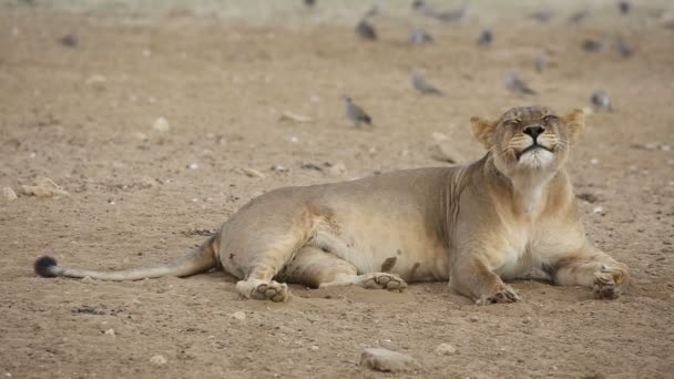 Yawning lioness and turtle doves — Stock Video