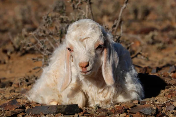 Capretto di capra angora — Foto Stock