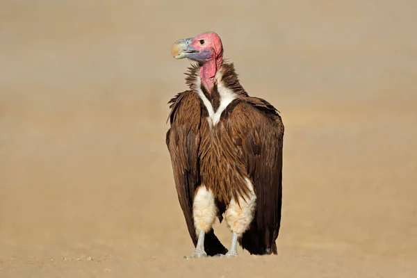 Lappet-faced vulture on the ground — Stock Photo, Image