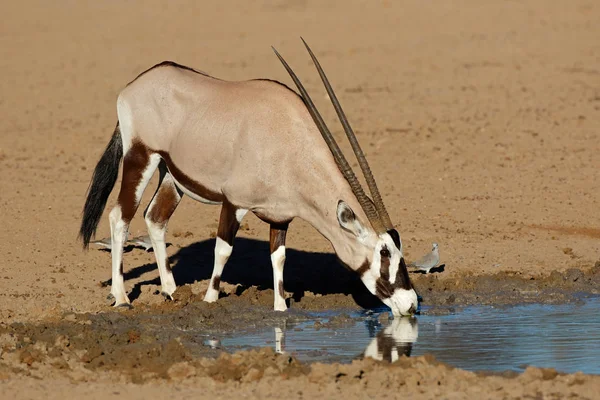 Gemsbok antelope drinkwater — Stockfoto