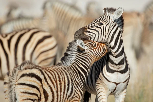 Zebras das planícies - Parque Nacional de Etosha — Fotografia de Stock