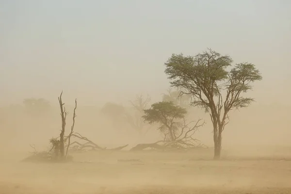 Tormenta de arena - desierto de Kalahari — Foto de Stock