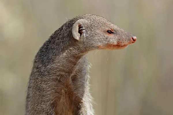 Banded mongoose portrait — Stock Photo, Image