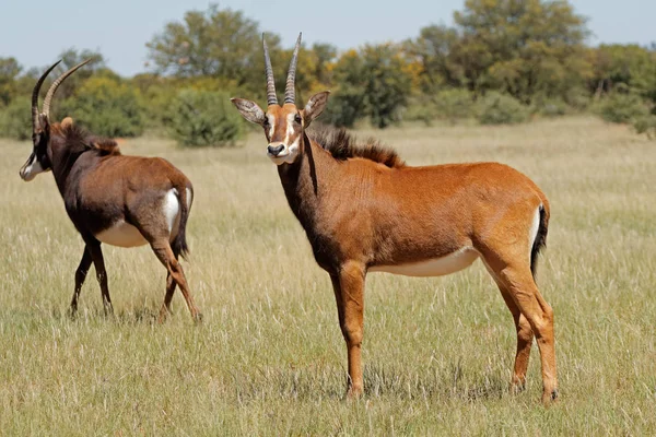 Sable Antilopen in natuurlijke habitat — Stockfoto