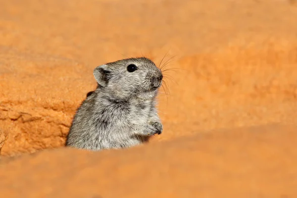 Rato assobiando na toca — Fotografia de Stock