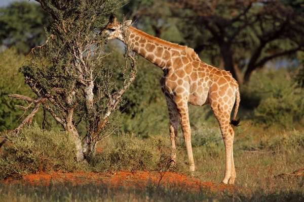 Young giraffe feeding — Stock Photo, Image