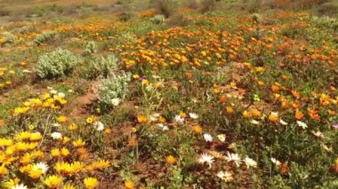 Kır çiçekleri - Güney Afrika 