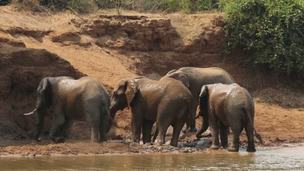 Elefantes africanos rociando barro — Vídeo de stock