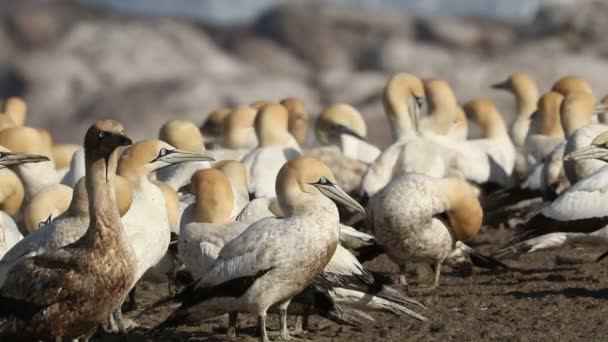 Cape gannet colony — Stock Video