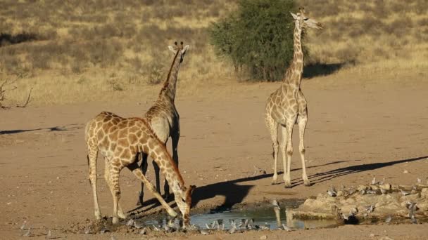 Girafas em um buraco de água — Vídeo de Stock