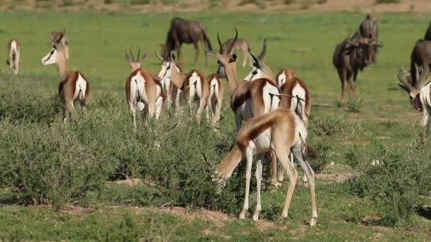 Springbok antelopes in natural habitat — Stock Video