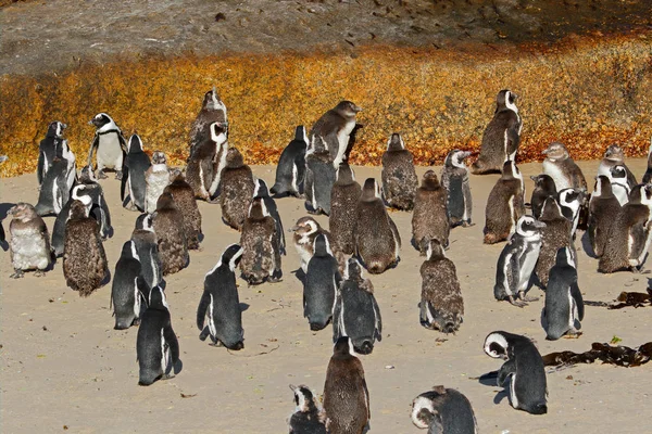 Colonia de pingüinos africanos — Foto de Stock