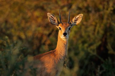 Steenbok antelope portrait clipart