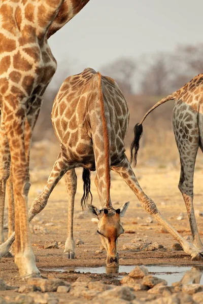 Zürafa su içiyor. — Stok fotoğraf
