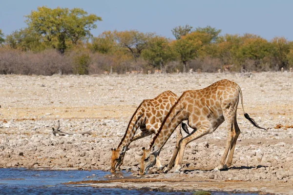 Giraffen drinkwater — Stockfoto