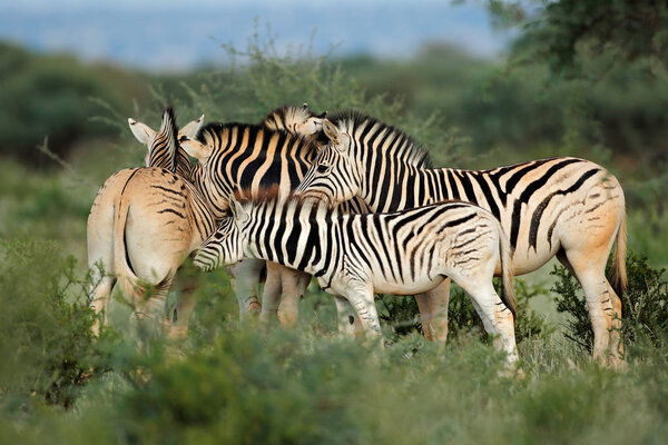 Plains (Burchells) zebras (Equus burchelli) in natural habitat, South Africa