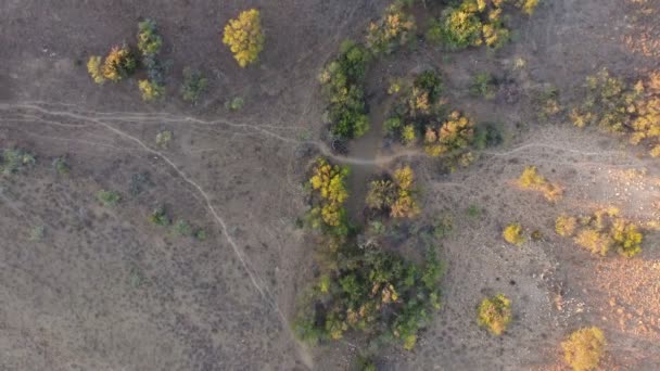 Vista aérea de senderos de vida silvestre — Vídeo de stock