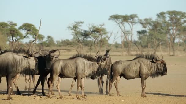 Wildebeest blu in polvere — Video Stock