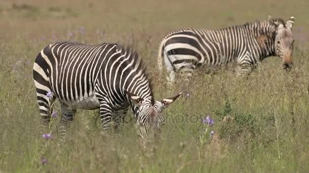 Grazing Cape mountain zebras — Stock Video