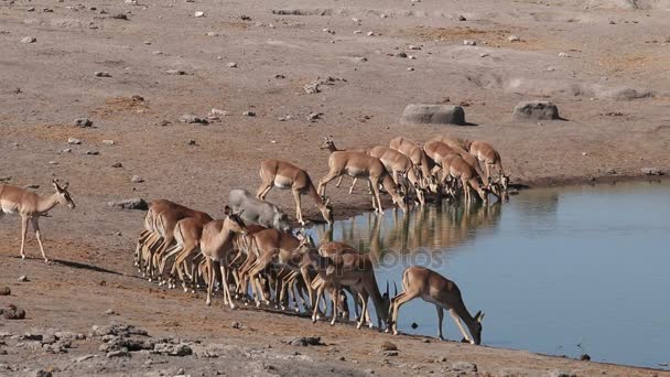 Impala antiloper på vattenhål — Stockvideo