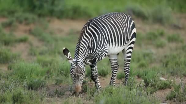 Tahriş olmuş Cape Dağ zebrası — Stok video