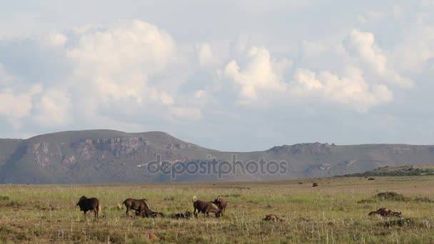 Doğal yaşam alanı içinde siyah wildebeest — Stok video