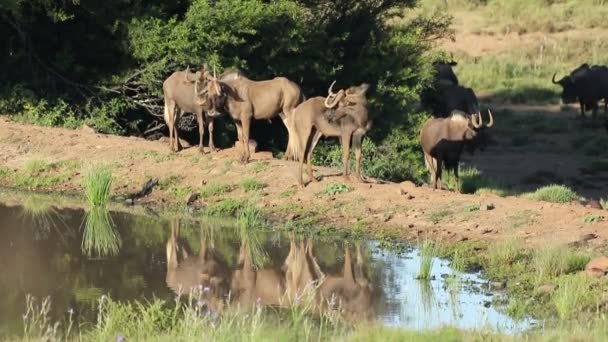 GNU brunatne w waterhole — Wideo stockowe