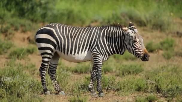 Grazing Cape zebra montanha — Vídeo de Stock