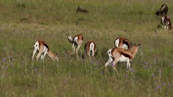 Springbok antelopes in natural habitat — Stock Video