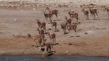 Impala antilop ziyarette200