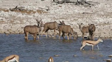 Kudu ve Springboks antilop - etkin