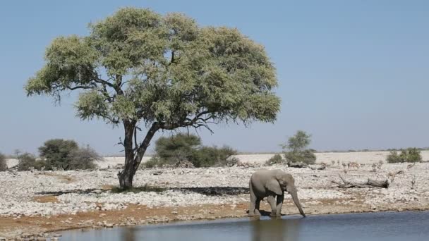 Elefant på Etosha vattenhål — Stockvideo