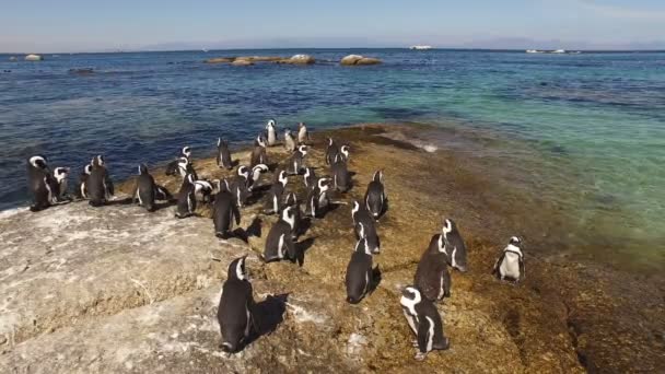 Afrikanische Pinguine auf Küstenfelsen — Stockvideo