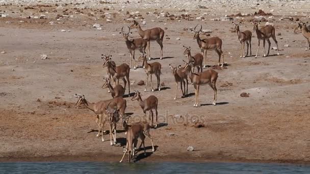 Impala antílopes no buraco da água — Vídeo de Stock
