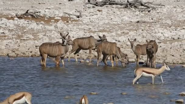 Koedoe en springbok antilopen - Etosha — Stockvideo