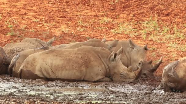 Rhinocéros blanc se vautrant dans la boue — Video