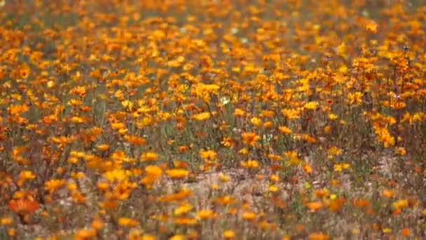 Wilde bloemen - Zuid-Afrika — Stockvideo