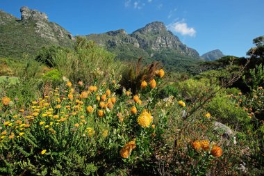 KIRSTENBOSCH botanik bahçeleri