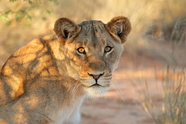 Retrato da leoa africana — Fotografia de Stock