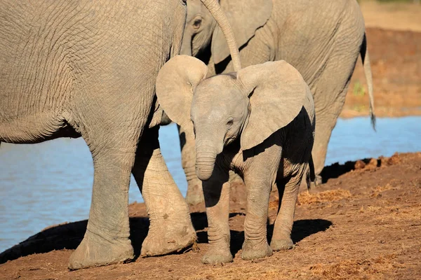 Baby afrikansk elefant — Stockfoto