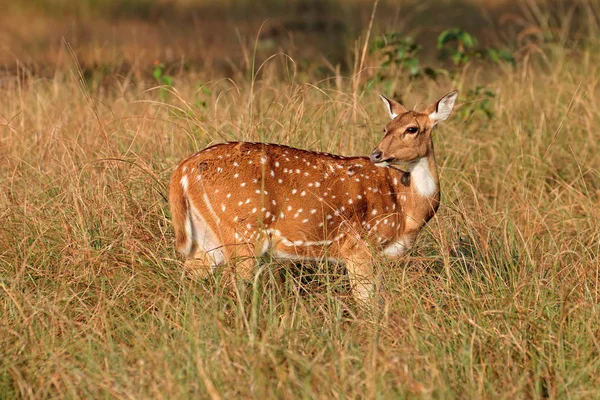 Cerf tacheté femelle — Photo