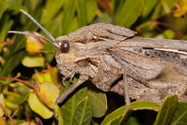 Grasshopper in natural habitat — Stock Photo, Image