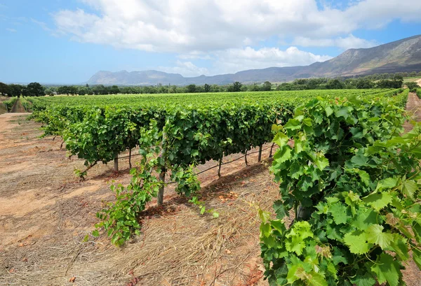Ландшафт виноградников - Южная Африка — стоковое фото