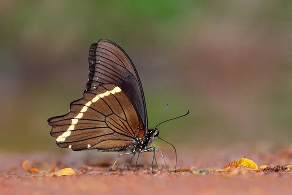 Utfodring swallowtail butterfly — Stockfoto