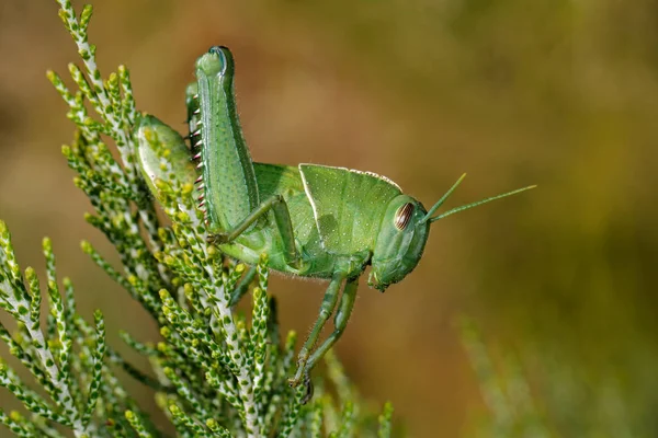 Garden locust on plant — Stock Photo, Image