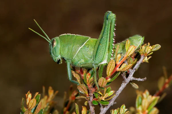 Trädgård locust på anläggningen — Stockfoto