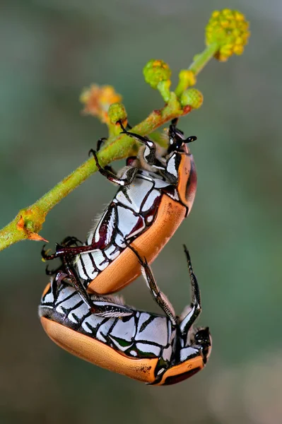 Acasalamento escaravelhos chafer frutas — Fotografia de Stock