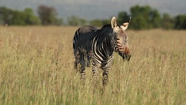 Cape Dağ zebrası otlatma — Stok video