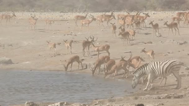 Impala antylopy i zebry w waterhole — Wideo stockowe